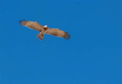 Aigles de l’Algarve